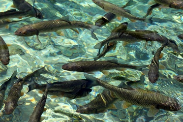 Fish in Clear Water