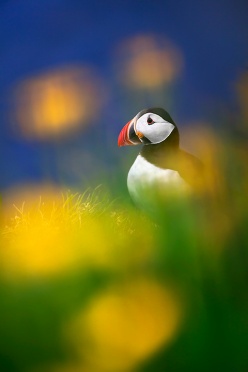 Puffin and Flowers