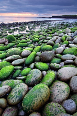 Green boulders by the beach