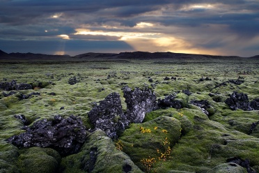 Moss-covered Hraun at Reykjanes