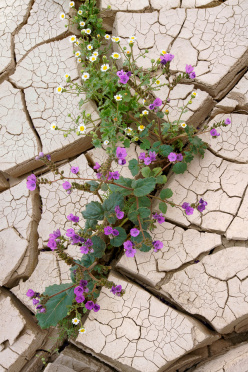 Wildflowers growing out of Cracked Mud