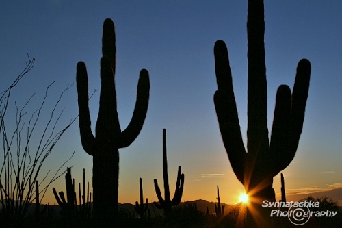 Saguaros Silhouettes at Sunset
