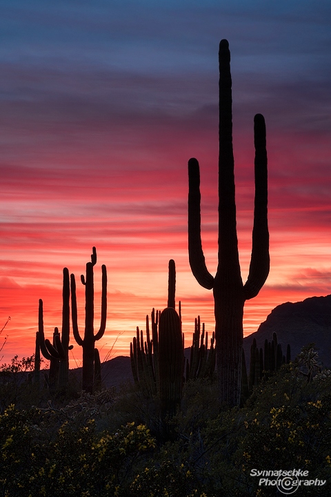 Saguaros at Sunset