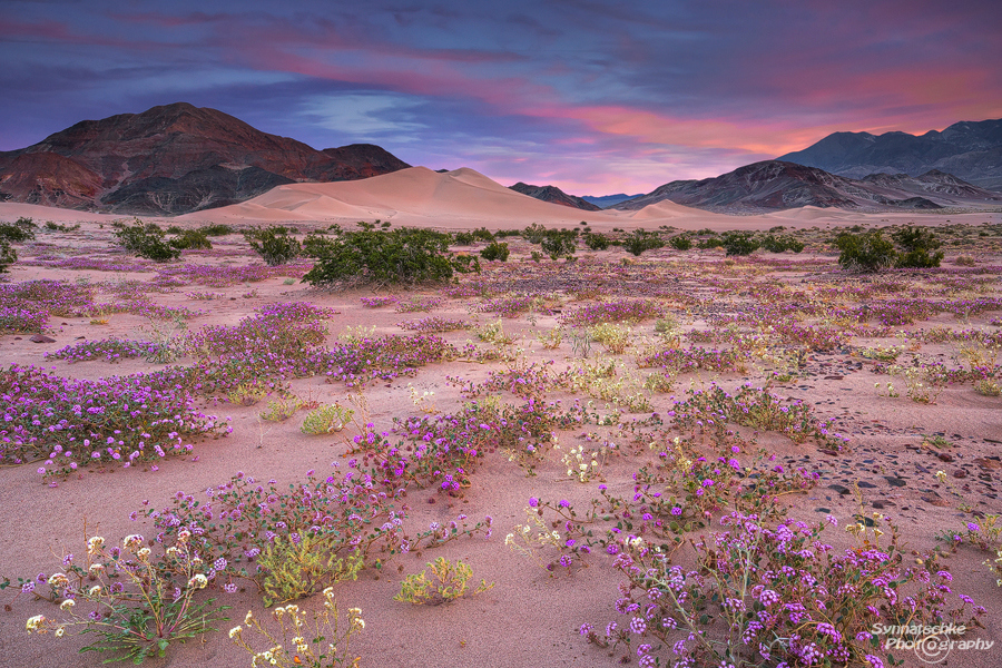 Wildflowers blooming at the Ibex Dunes