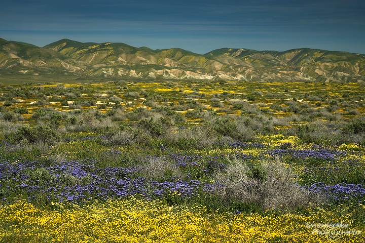 Carrizo Plain with blooming flowers