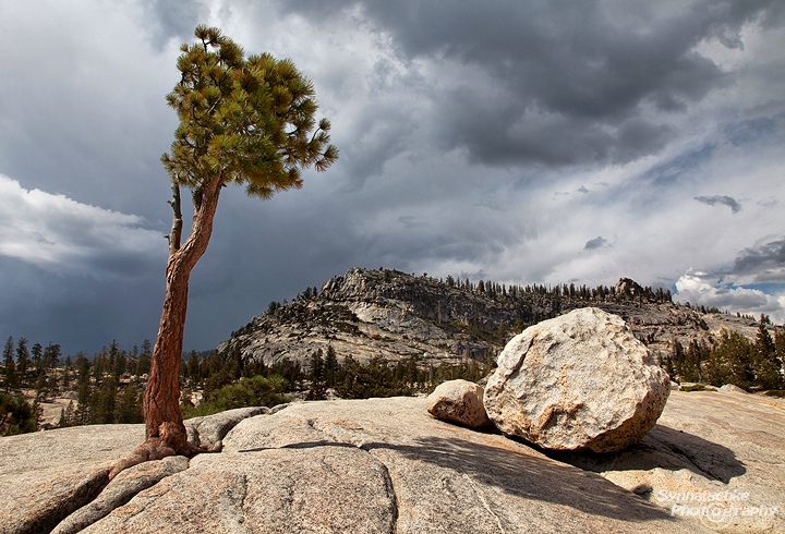 Tree at Olmsted Point in Yosemite National Park