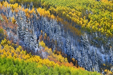 Aspen Forest - Amazing Fall Colors