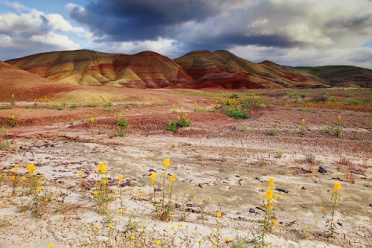 Painted Hills and Bee Plants