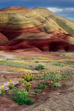 Painted Hills and Flowers