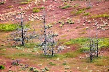 Painted Hills Trees