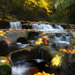 Fall Cascades