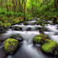 Mossy Creek