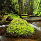 Mossy Stone