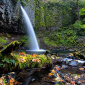 Ponytail Fall Foliage