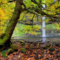 South Falls - Silver Falls SP