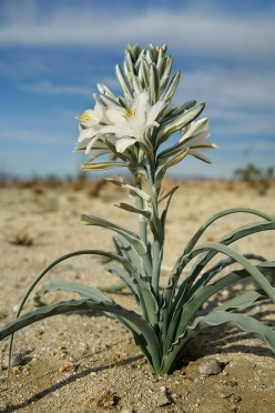 Desert Lilies at Anza-Borrego Desert State Park