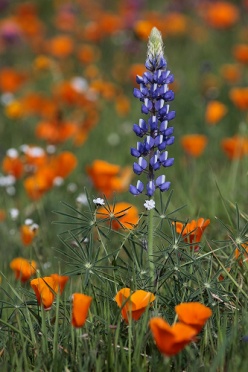 Wildflowers Lupine And California Poppies