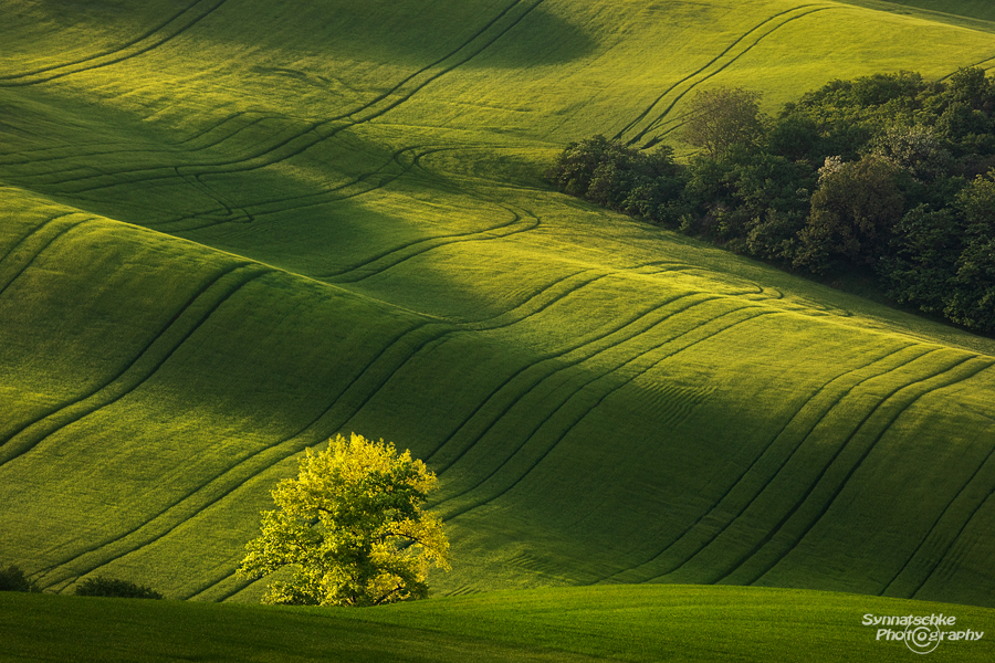 Fields of Moravia