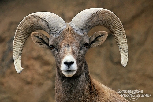 Bighorn Sheep