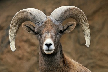 Bighorn Sheep