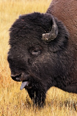 Bison head close Up