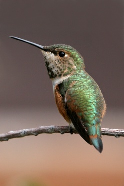 Broad Tailed Hummingbird