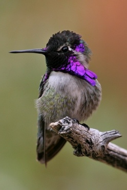 Costas Hummingbird