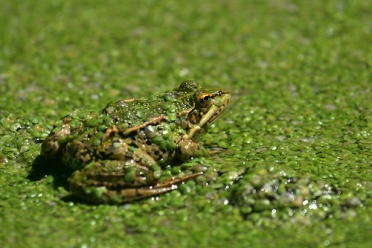 Green Fog With Duckweed