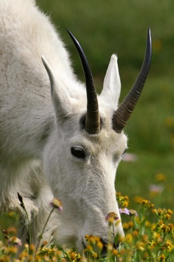 Mountain Goat