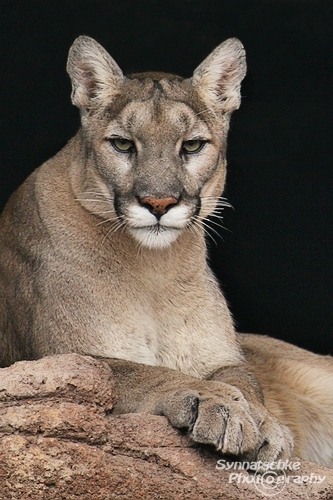 Mountain Lion