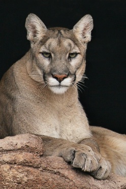 Mountain Lion