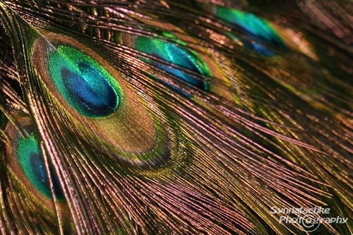 Peacock Feathers