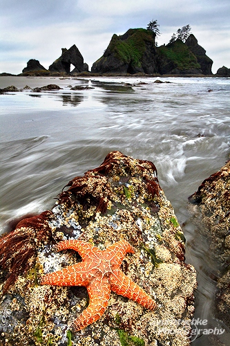 Sea star at Point of Arches