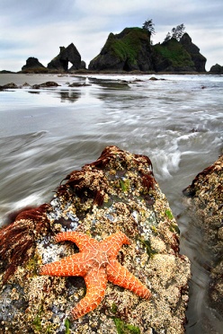 Sea star at Point of Arches