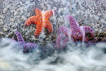 Sea Stars and Tide