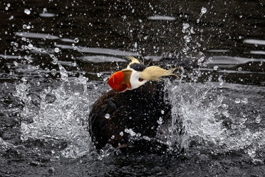 Tufted Puffin