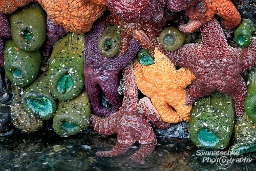 Starfish Potpourri
