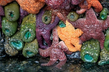 Starfish Potpourri