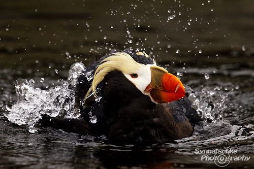 Pacific Tufted Puffin