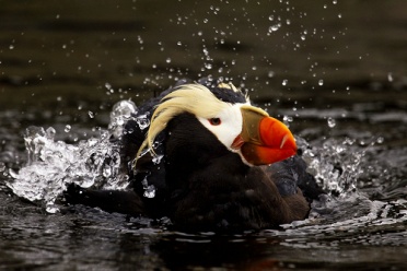 Pacific Tufted Puffin