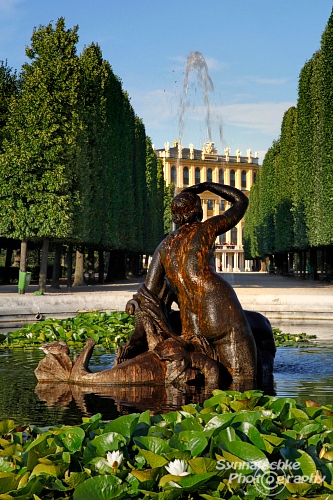 Schloss Schoenbrunn Brunnen Mit Seerosen