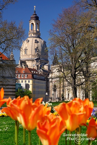 dresden-frauenkirche-tulpen