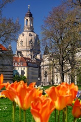 dresden-frauenkirche-tulpen