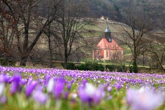 Schloss Pillnitz Krokuswiese