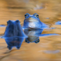 blaue-moorfroesche
