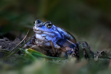 blauer-moorfrosch-an-land
