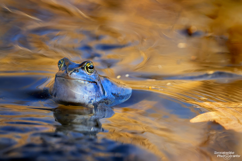 blauer-moorfrosch