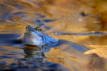 blauer-moorfrosch
