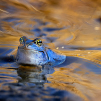 blauer-moorfrosch