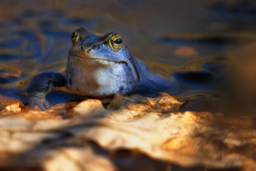 blue-moor-frog